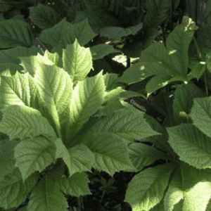 Sunlit green leaves with textured veins in a natural setting.